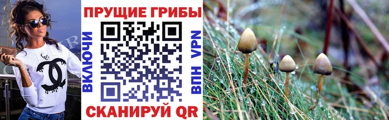 Галлюциногенные грибы Psilocybe Малмыж